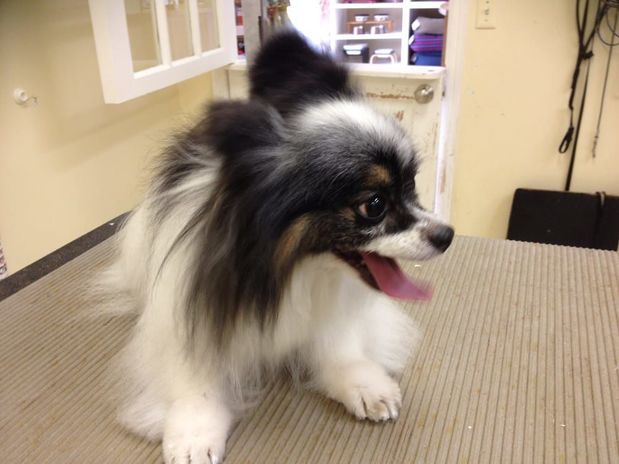 The Grooming Room 156 Spring St, Millburn