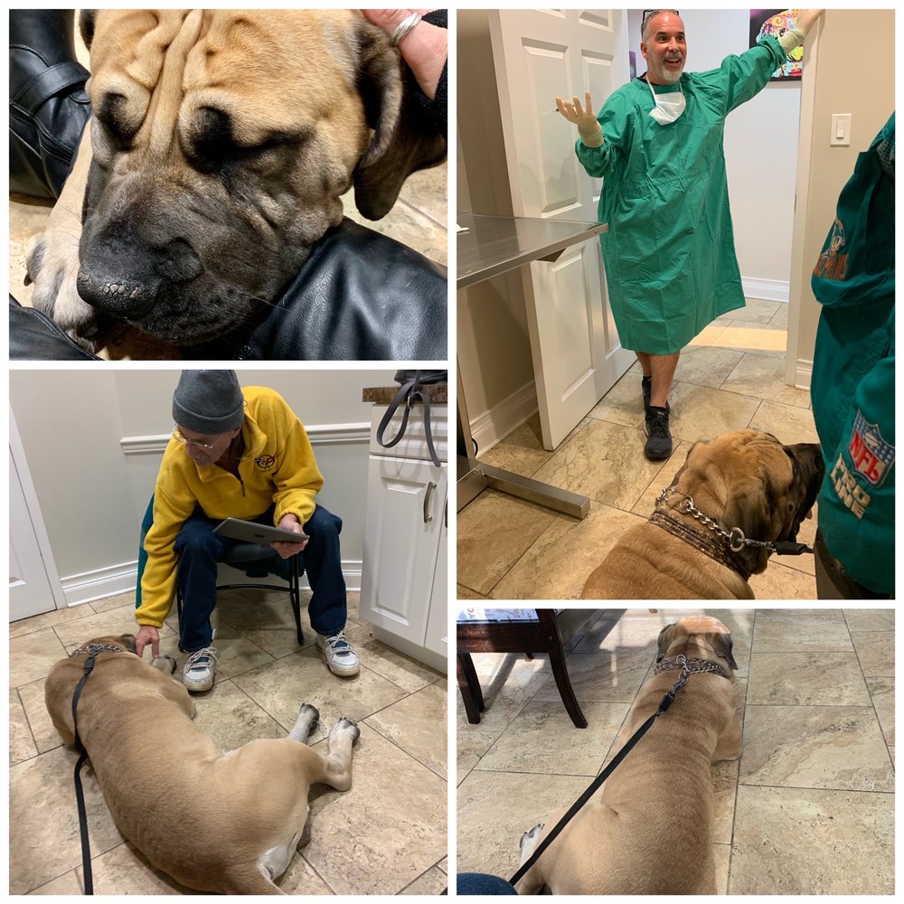 4 Paws Animal Hospital 90 County Rd 520, Morganville