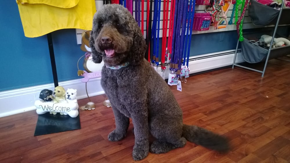 Fur the Love of Pets 32 Kinderkamack Rd, Oradell