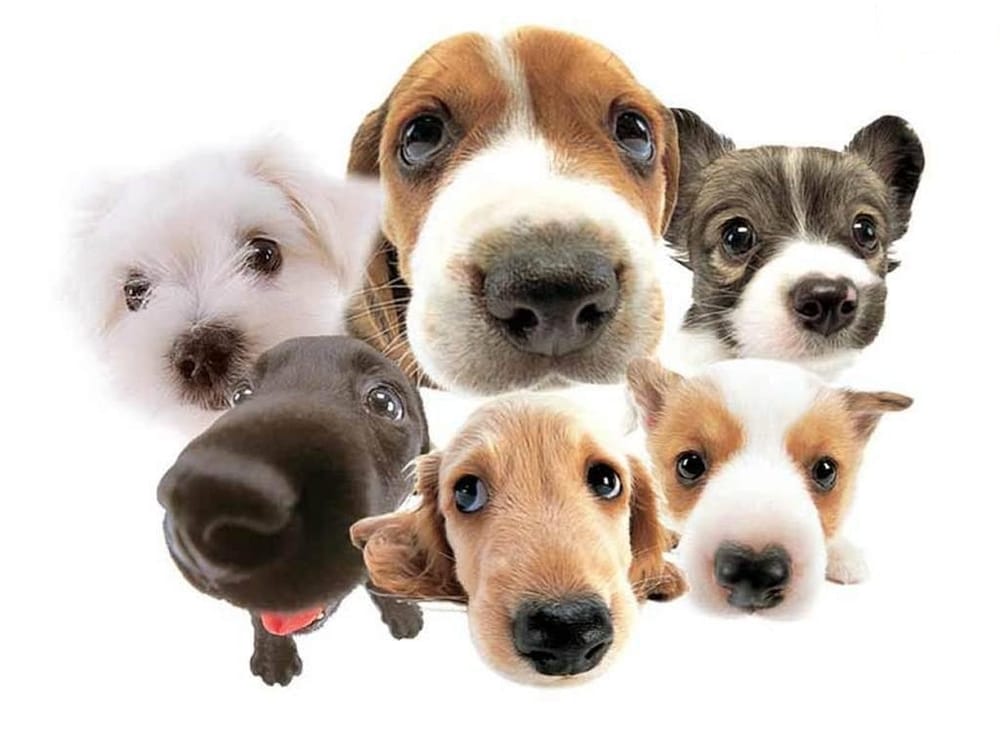 Wags to Whiskers Pet Care Oradell Ave, Oradell