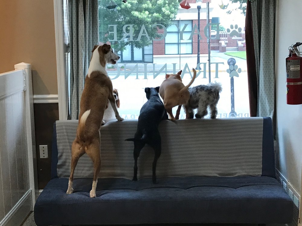 Barks N' Bones Doggie Resort & Care Center 24 Orient Way, Rutherford