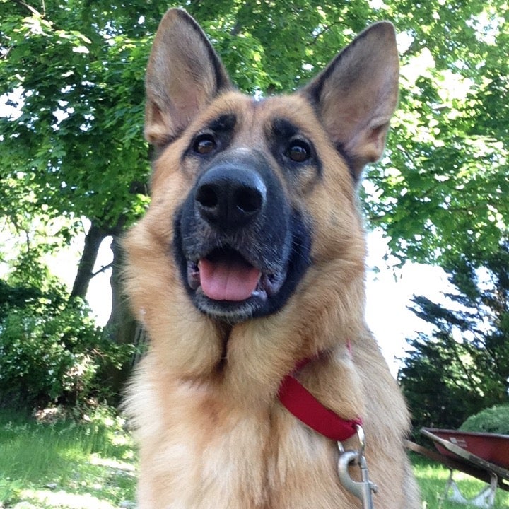 Kellar's Canine Academy 128 Market St, Saddle Brook