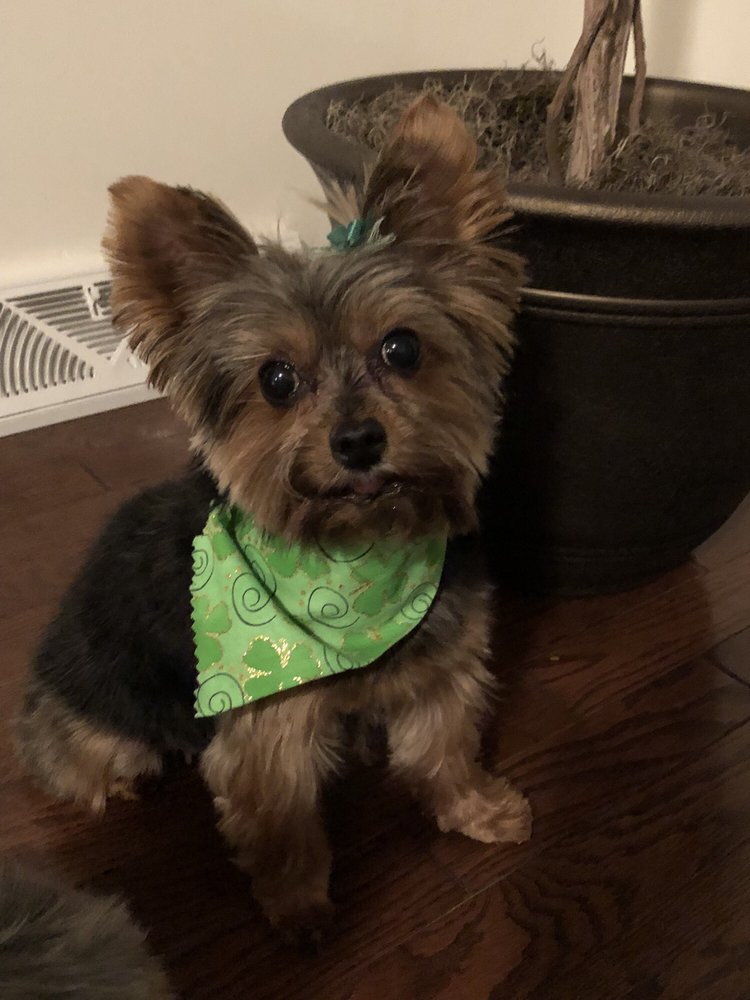 Furry N' Fabulous Pet Grooming 1400 Main St, Sayreville