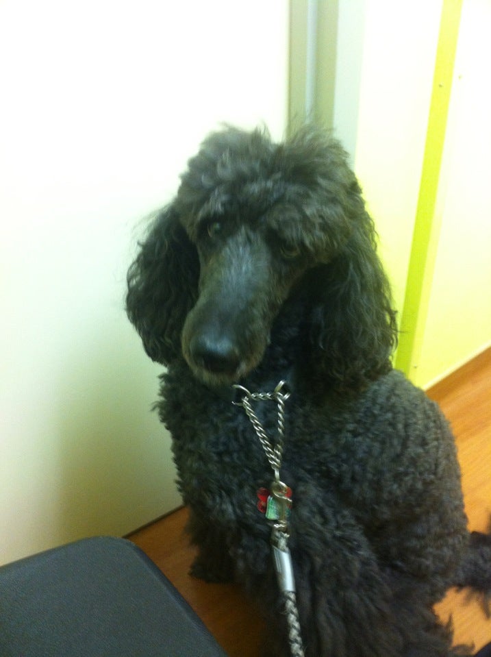 Teaneck Animal Clinic and Spa 1154 Teaneck Rd #4825, Teaneck