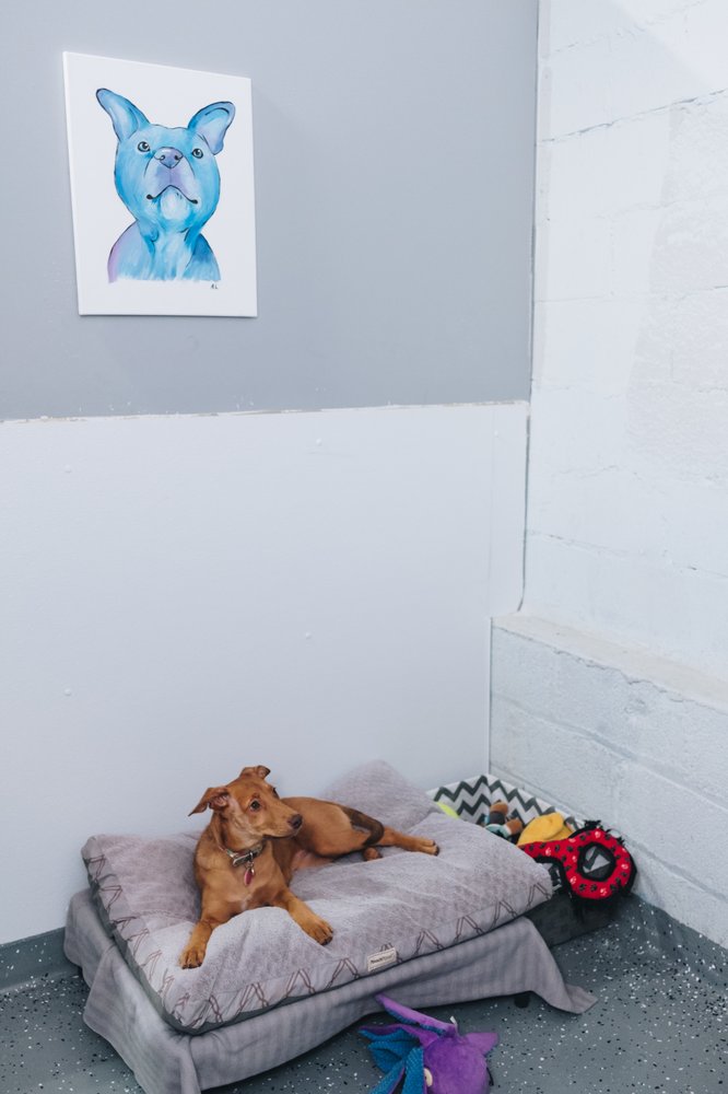 Doggie Paradise 145 Paterson Ave, Wallington