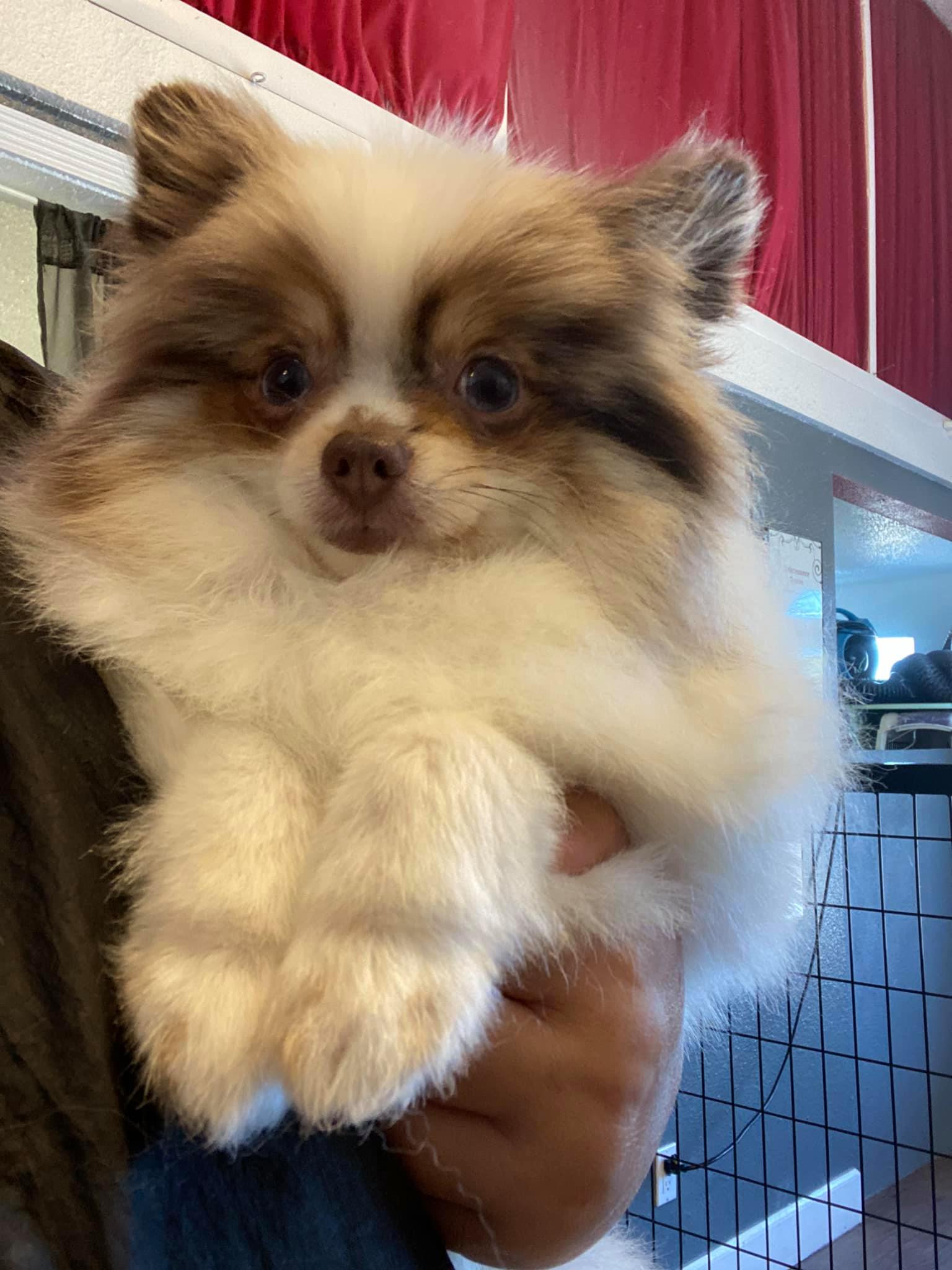 Canine Dez-ign Inc Farmington