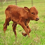 Nevada Livestock Vet Supply Fallon