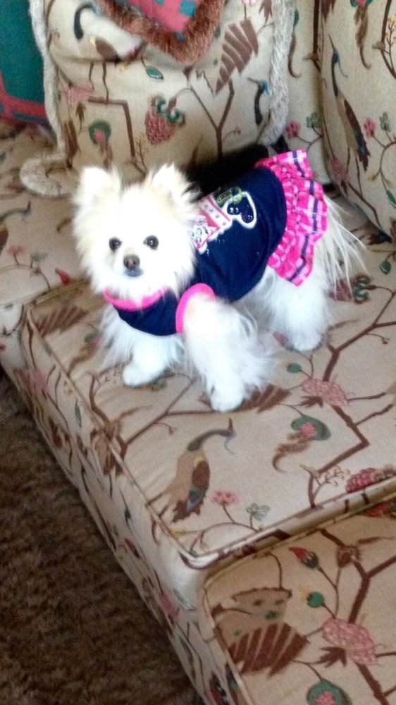 Pets R Family Too Pet/Home Sitting & Dog Walking Henderson