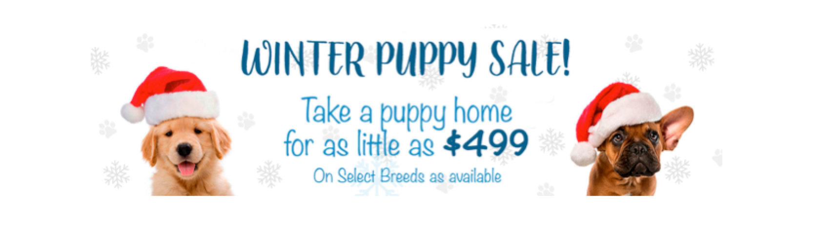 Pups 4 Love 957 Willis Ave, Albertson
