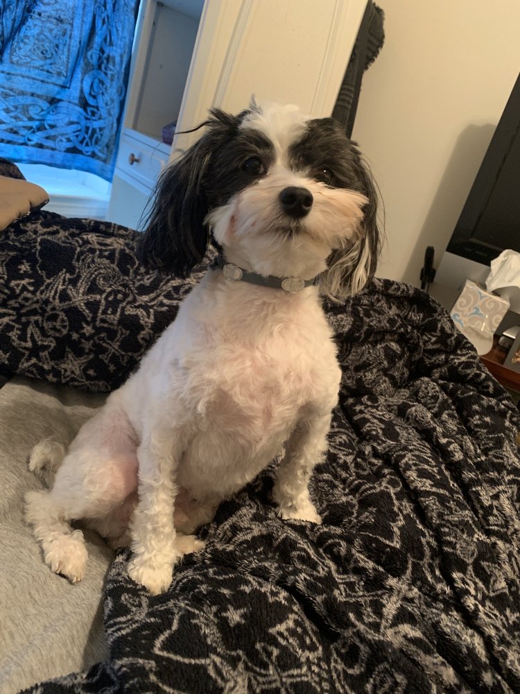 Red Carpet Pet Grooming Services Amityville