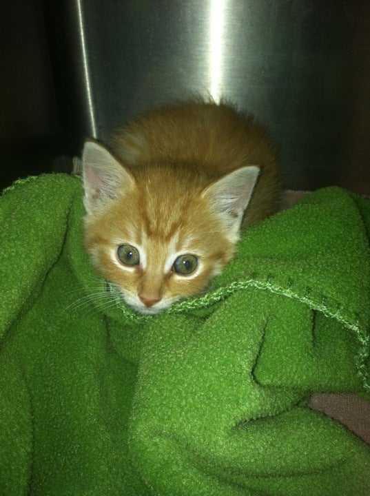 Animal Health Center 513 N State Rd, Briarcliff Manor