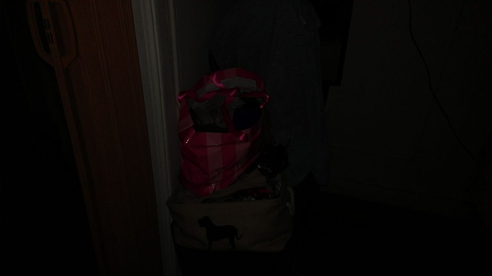 Buddy's Pet coach Bronx