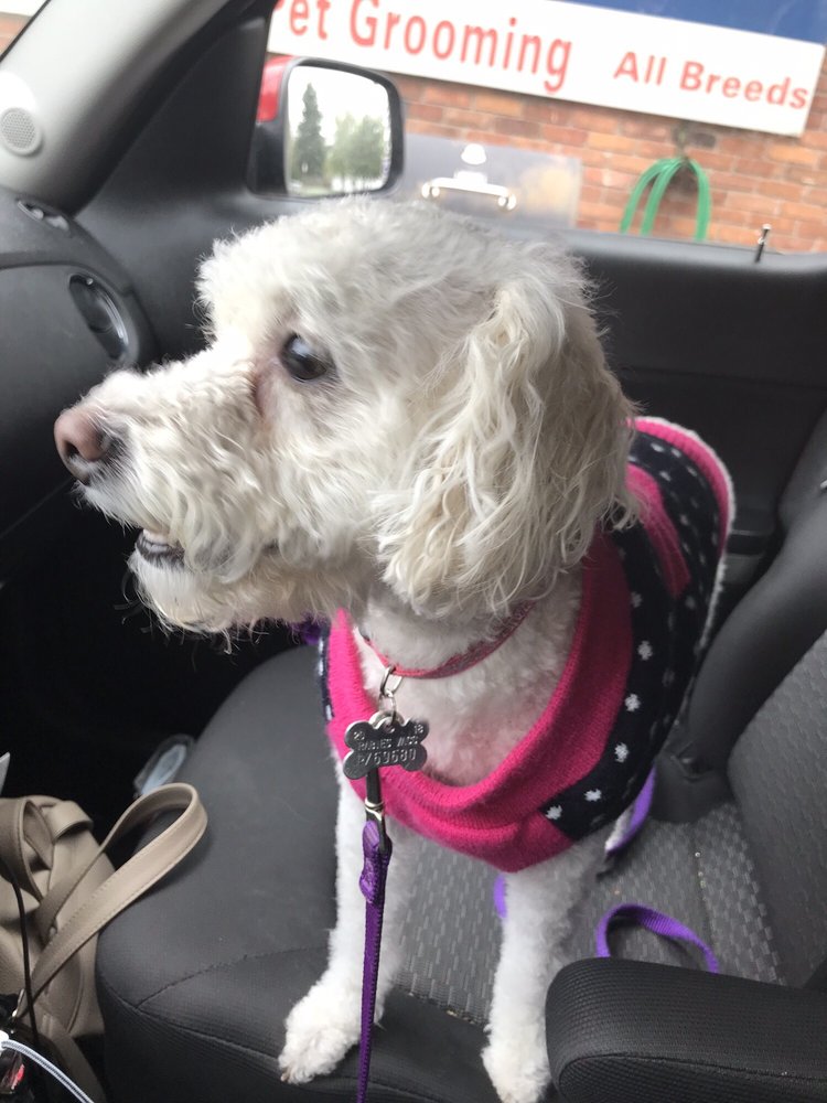 Suds N Hugs All Natural Pet Grooming 9678 Main St, Clarence