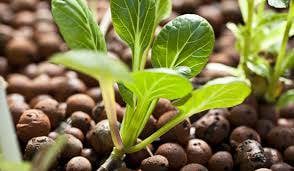 Mother Earth Hydroponics 9135 Sheridan Dr, Clarence