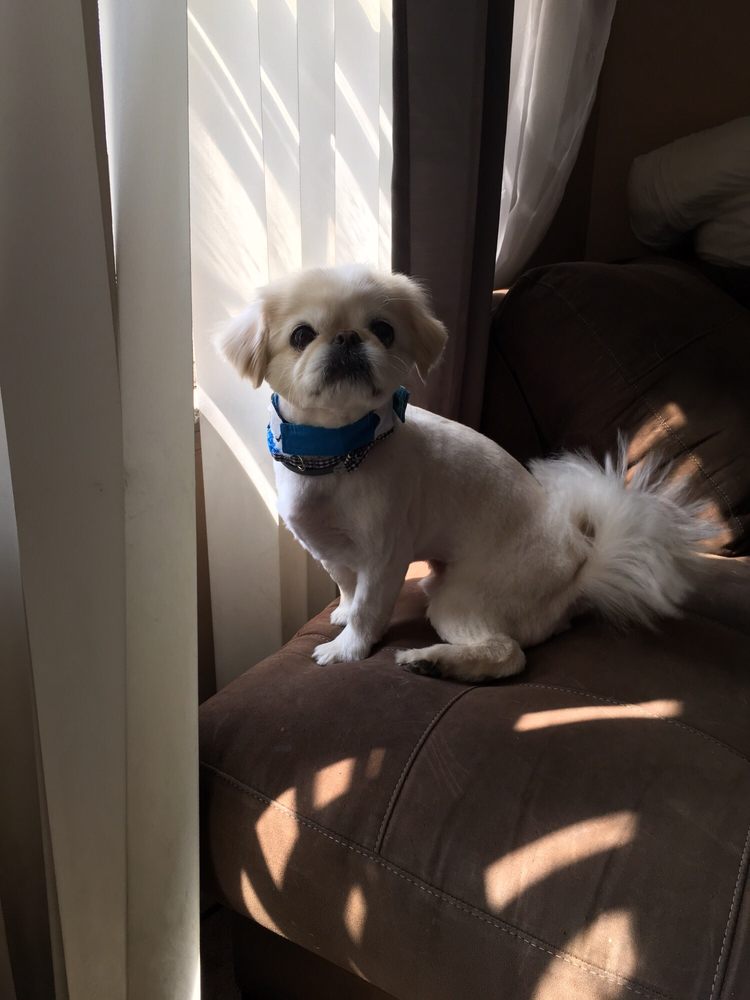 Clarence Pet Grooming 10295 Main St, Clarence