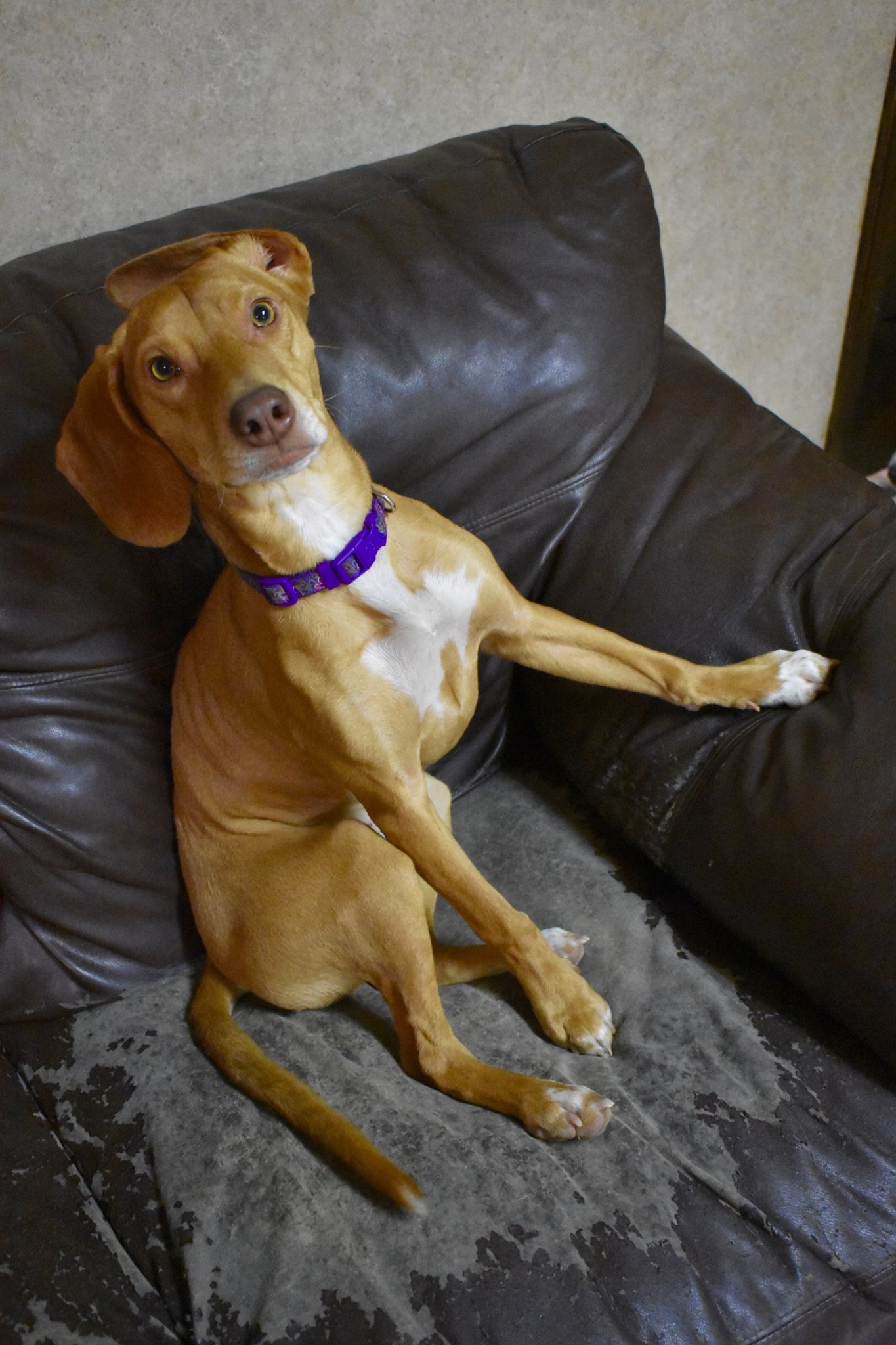 Happy Pet Paws Farmington Woods, East Amherst