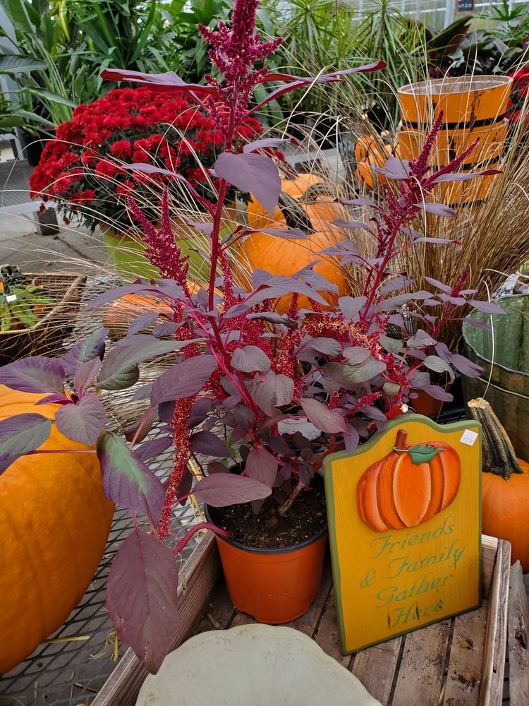 Lavocat's Family Greenhouse and Nursery 8441 County Rd, East Amherst