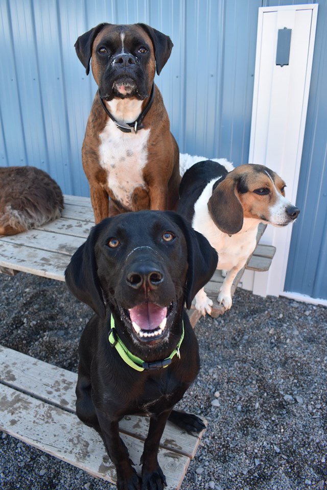 Love Your Dog 6989 Transit Rd, East Amherst