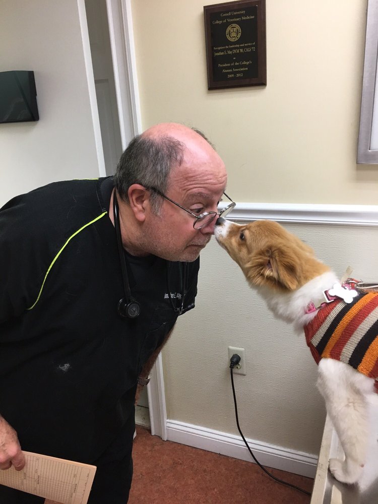 Roslyn Greenvale Veterinary Group 1 Northern Blvd, Greenvale