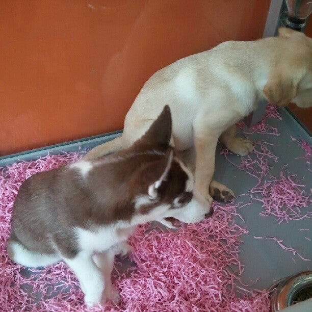 The Puppy Gallery 261 Halstead Ave, Harrison