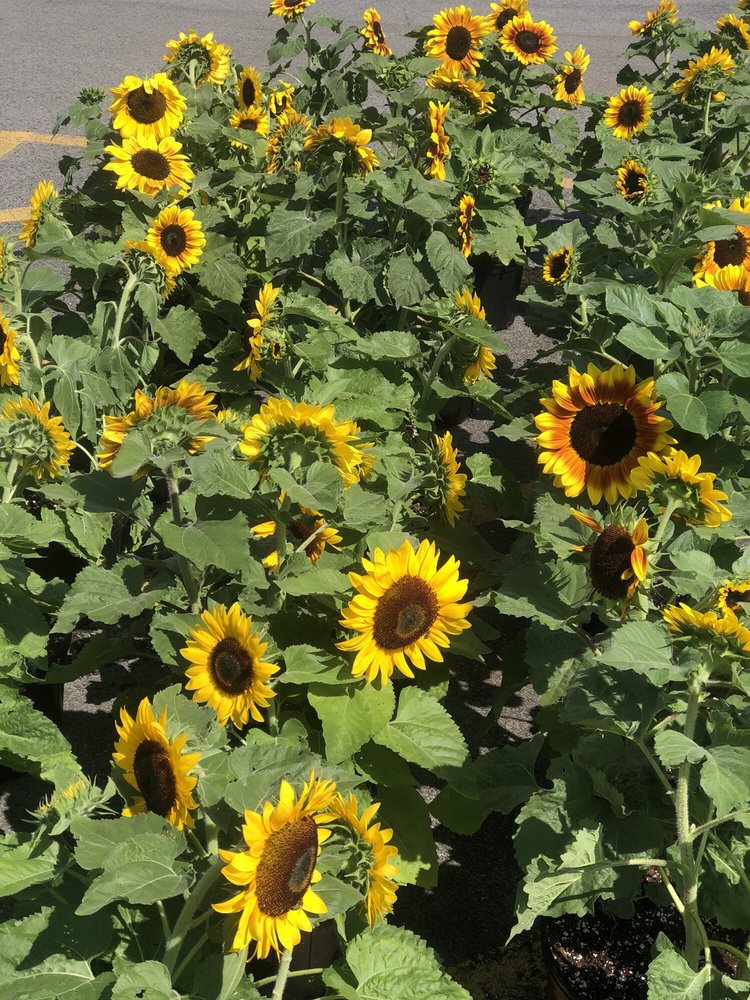 Gro-Moore Farms 2811 E Henrietta Rd, Henrietta