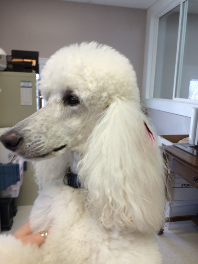 Dog Star Grooming 3160 E Henrietta Rd, Henrietta