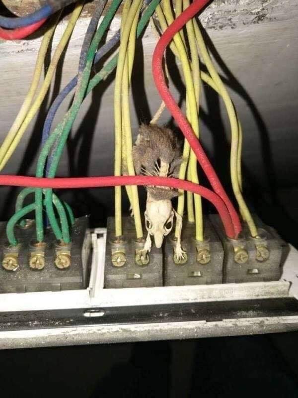 Fuzzy Acres Rodents 64 Payne Beach Rd, Hilton