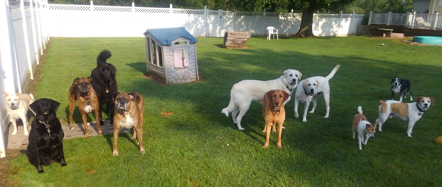 Hound Haven Hotel Hilton