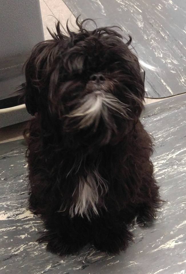 Best Pals Pet Grooming Hyde Park