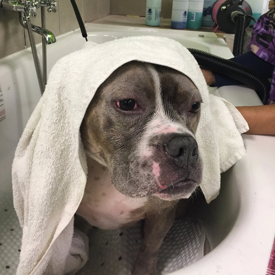 Fluffy Angel Pet Grooming & Spa 371 Long Beach Rd, Island Park