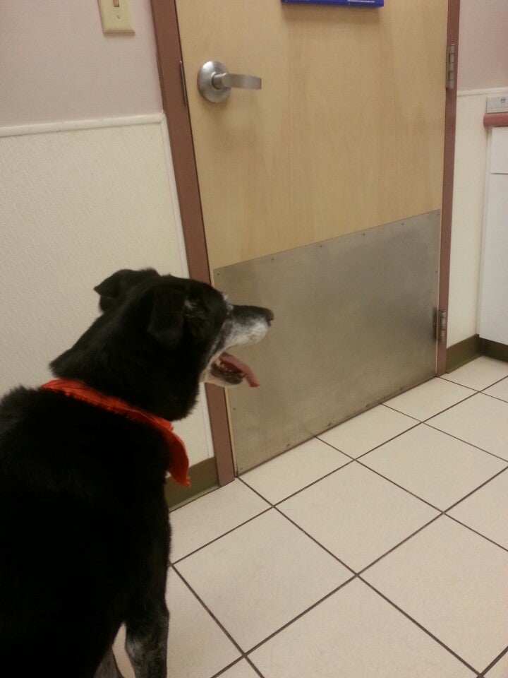 Lewiston Animal Hospital 165 Portage Rd, Lewiston