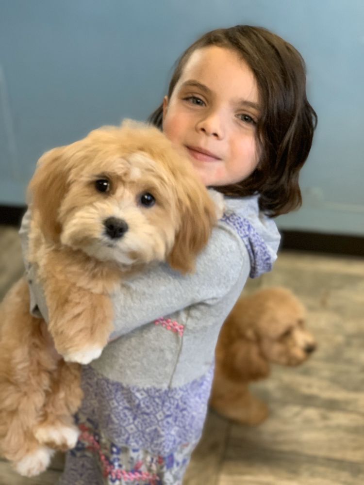 Bone Jour Cage Free Dog Grooming & Daycare 22 Roosevelt Ave, Roslyn