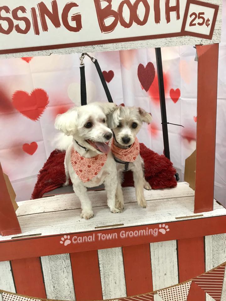 Canal Town Pet Shop & Groom 2139 N Union St # 10, Spencerport