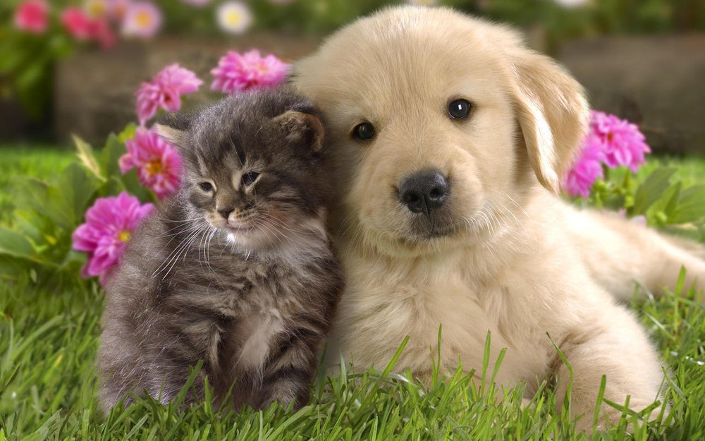 Pet Health Plus 2139 N Union St # 9, Spencerport