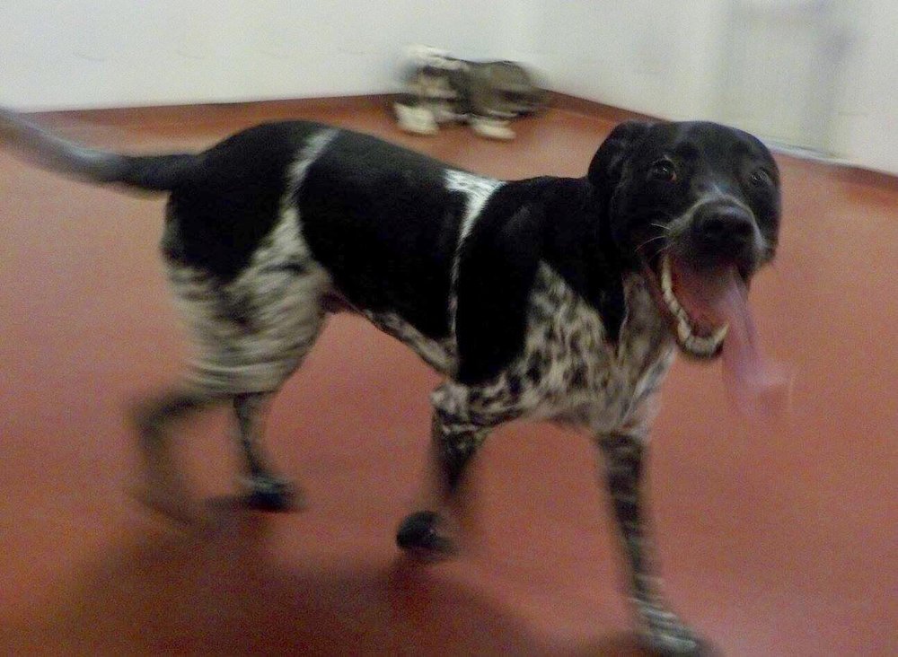 Paws and Play Pet Resort & Training Center 72 Marbledale Rd, Tuckahoe