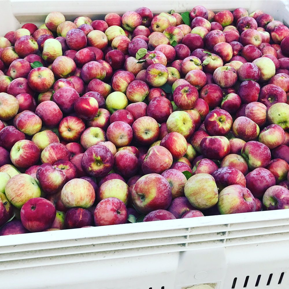 RUSSELL FARMS VESTAL Vestal NY Hours, Directions, Reviews Loc8NearMe