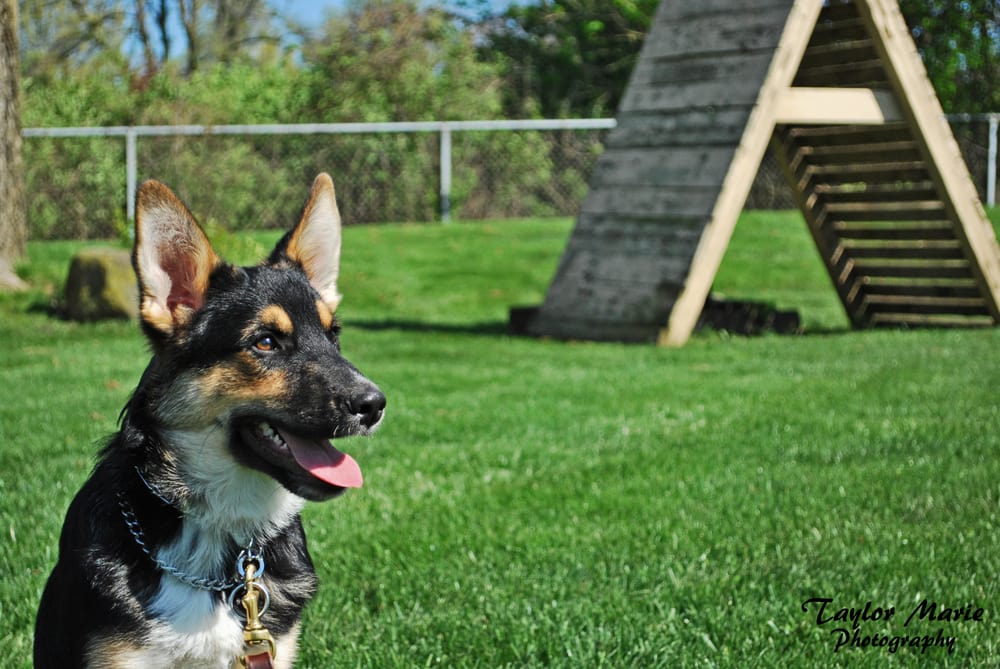 Sublime K9 Dog Training - Long Island Dog Training 2295 Willow St, Wantagh