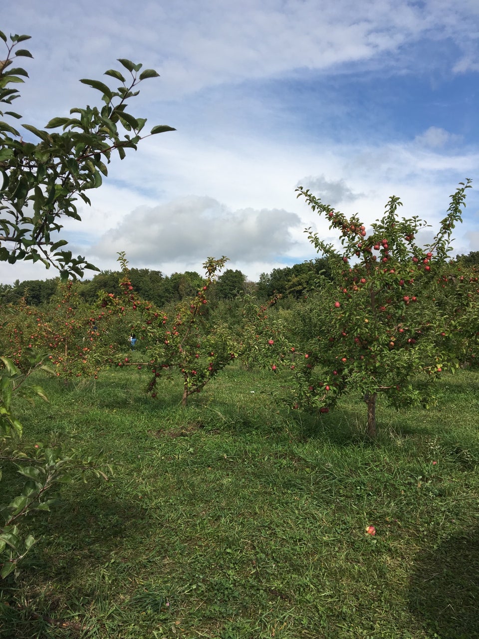 Eddy's Fruit Farm 12079 Caves Rd, Chesterland