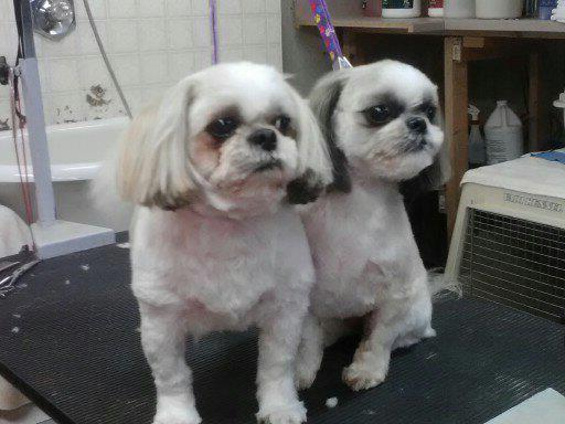 Grooms By Norma Hamilton