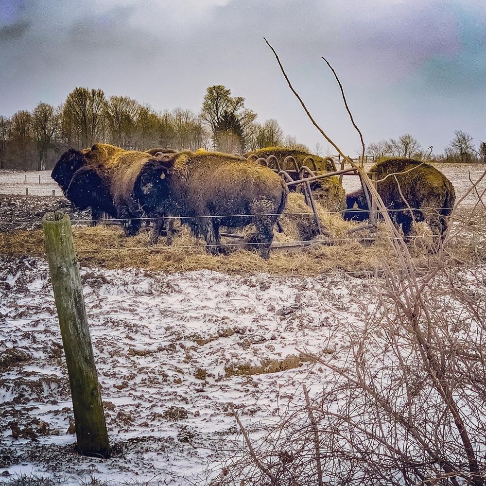 Red Run Bison Farm 9143 Coal Bank Rd, Marshallville
