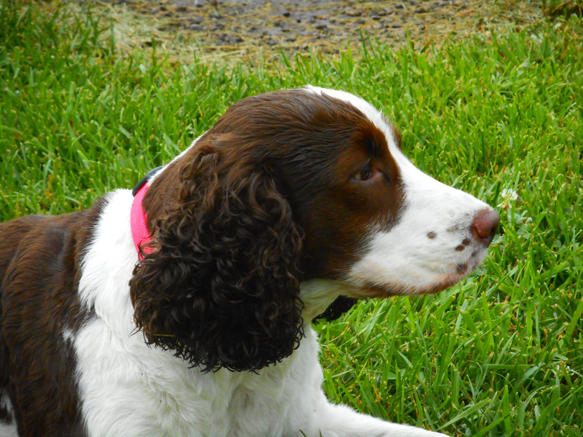 the dogwood inn Middletown