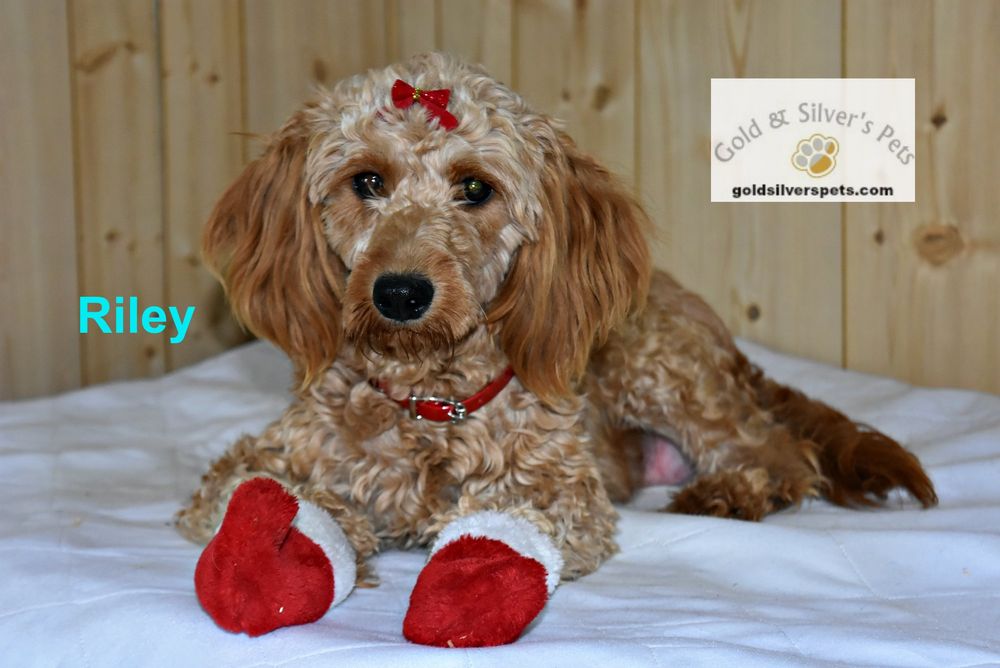 Gold & Silver's Pets 3801 Rd 162, Sugarcreek