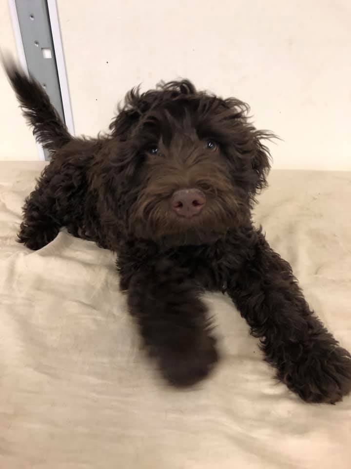 Four Paws Pet Resort Mustang