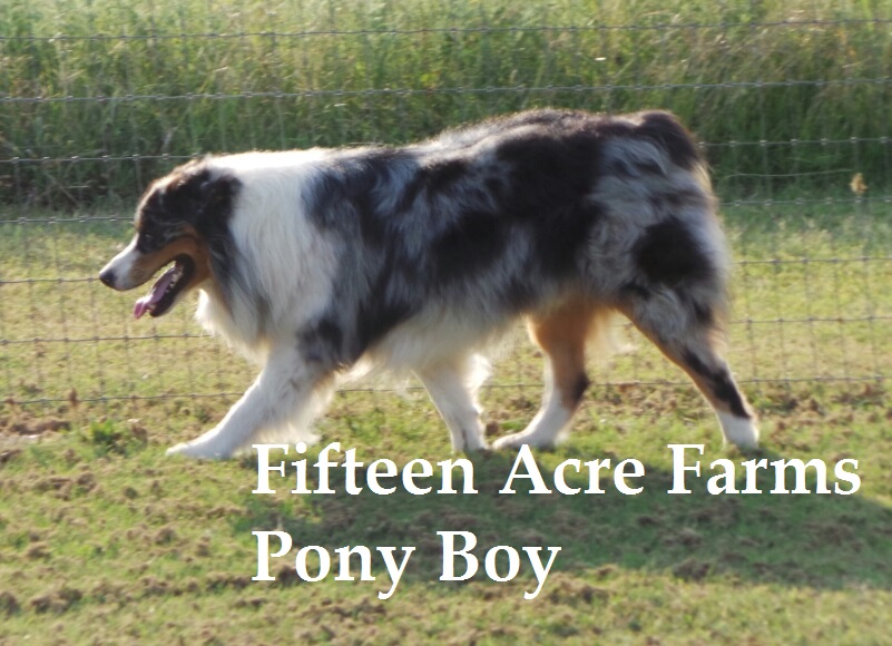 Fifteen Acre Farms Australian Shepherds