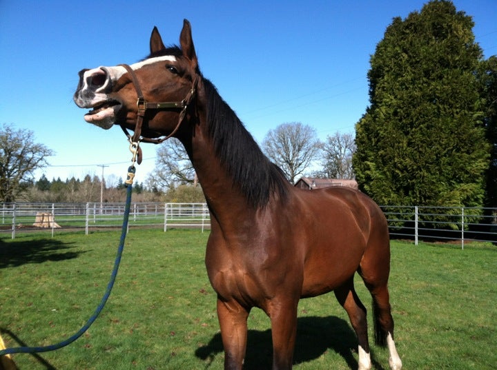 Eagle Fern Equine Hospital 28255 SE Eagle Creek Rd, Estacada Oregon 97023