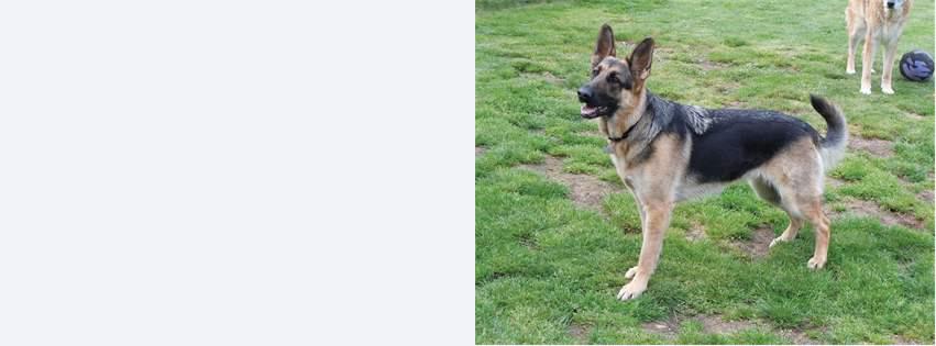 Mountain View Boarding Kennel Gresham