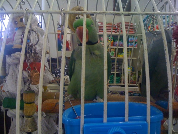 Lyle's Seaside Garden & Pet Center 725 Avenue J, Seaside