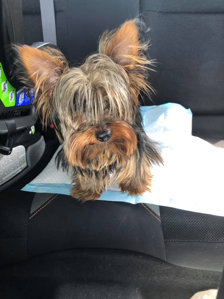 Kay's Pooch Parlor Bath