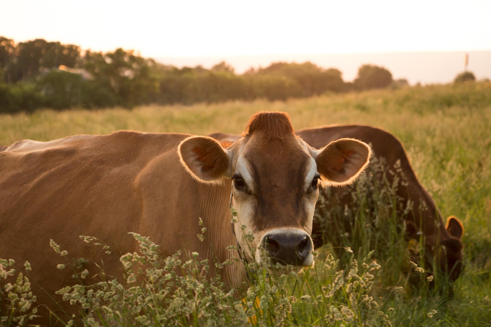 The Family Cow