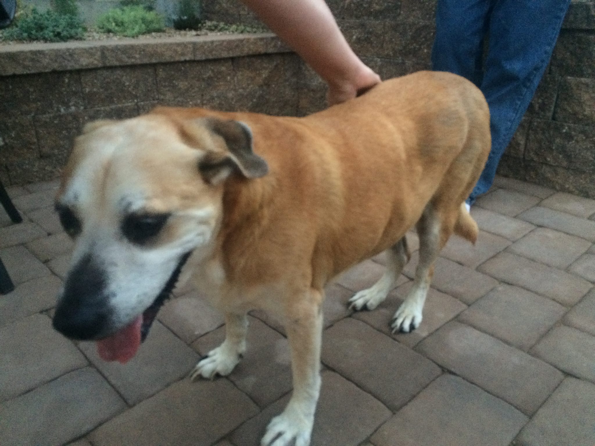 Winterset Kennels Ebensburg